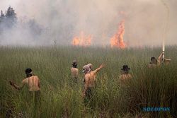 Deretan Provinsi Ini Kerap Alami Kebakaran Hutan, Jawa Timur Masuk!