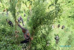 BNN Kembali Musnahkan 5 Ton Ganja dari Ladang Seluas 1,2 Hektare di Aceh Utara