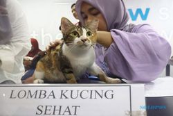 Puluhan Kucing Sehat Ikuti Lomba Peringatan Hari Kucing Sedunia di Solo