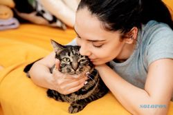 Sederet Manfaat Pelihara Kucing, Ternyata Bisa Kurangi Risiko Serangan Jantung