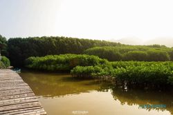Yuk Intip Eksotisme 3 Hutan Mangrove di Jawa Tengah
