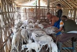 Pascakasus Kematian Ternak, 400 Ekor Kambing di Tanggan Sragen Diobati Massal