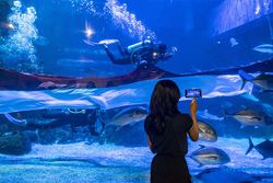 Pengibaran Bendera dan Lomba Tarik Tambang Dalam Air di Jakarta Aquarium Safari