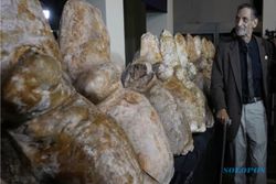 Ilmuwan Temukan Tulang Paus Purba Raksasa Berbobot 340 ton