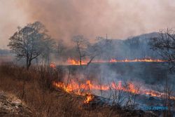 Usir Kawanan Monyet Pakai Api Berujung Kebakaran Hutan di Gunungkidul
