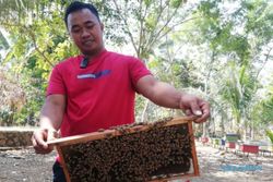 Musim Kemarau, Petani Lebah Madu di Tuntang Semarang Panen Raya