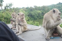 Kemarau, Monyet Goa Kreo Semarang Turun ke Kampung dan Masuk Rumah Warga