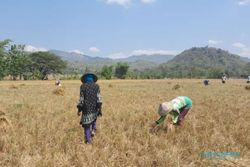 Ngasak, Cara Buruh Tani Wonogiri Ikut Rasakan Panen Padi meski Tak Punya Sawah