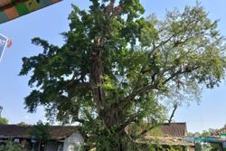 Kerap Makan Korban, Pohon Tua Raksasa di Desa Nambangan Wonogiri Dipangkas