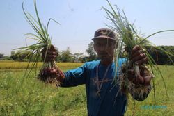 Beralih Tanam Bawang, Petani Glagahwangi Klaten Tetap Untung Besar saat El Nino