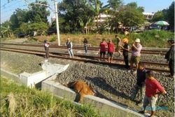 Kabur, Sapi Milik Pedagang Pasar Hewan Prambanan Klaten Mati Tertabrak Kereta