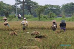 Waduh! Lahan Pertanian di 21 Kecamatan Klaten Rawan Terdampak Kemarau & El Nino