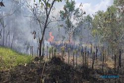 Tanah Keraton Seluas 2 Hektare di Bantul Kebakaran, Tidak Ada Korban Jiwa