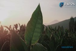 Dilema Petani Tembakau di Indonesia, Hasil Panen Meningkat, Impor Jalan Terus