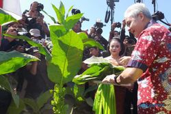 Dihadiri Ribuan Orang, Gubernur Ganjar Buka Festival Tungguk Tembakau Boyolali
