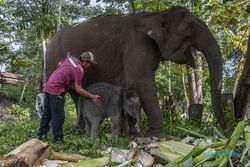 Anak Gajah Sumatra Lahir di Taman Nasional Tesso Nilo Riau