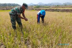 Perkiraan Meleset, 3 Hektare Tanaman Padi di Sambi Sragen Gagal Panen