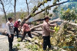 Pohon Mahoni 18 Meter Tumbang di Jumantono Karanganyar, Sempat Tutup Jalan