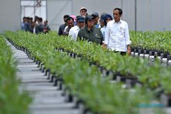 Presiden Jokowi Tinjau Persemaian Mentawair Kaltim, Siap Hijaukan IKN