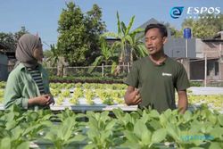 Kisah Inspiratif Petani Muda Karanganyar Sukses Budi Daya Sayuran Hidroponik