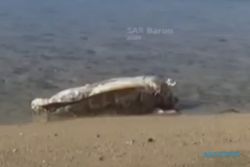 Seekor Penyu Mati Membusuk di Pantai Sepanjang Gunungkidul