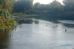 Fenomena Pladu, Seratusan Warga Panen Ikan di Bengawan Solo