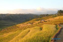 Indahnya Desa Wisata Semagar Girimarto Wonogiri, Bikin Mata Betah Memandang