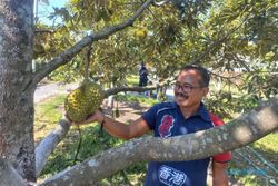 Menjelajahi Kebun Tana Durian Klaten, Surganya Pencinta Durian Musang King