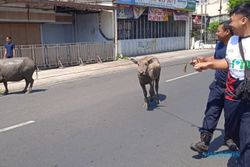 Walah! 2 Kerbau Lepas dan Sempat Jalan-jalan Santai di Jl Mayor Kusmanto Klaten