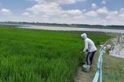 Air WGM Wonogiri Surut, Kebun dan Sawah Bermunculan di Tepian Genangan