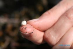 Ngeri, Mikroplastik yang Toxic Cemari Laut dan Sungai di Indonesia