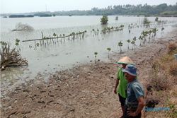 Menengok Abrasi di Pesisir Pantai Kabupaten Tangerang