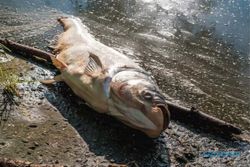 Arti Mimpi Melihat Ikan Mati Patut Diwaspadai