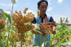 Melihat Budi Daya Sorgum di Wuryantoro Wonogiri, Penyelamat Petani saat Kemarau