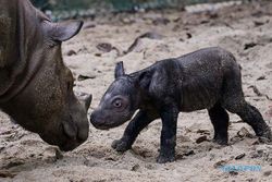 Kelahiran Bayi Badak Sumatra di Suaka Rhino Taman Nasional Way Kambas Lampung