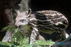 Tambah Koleksi, Seekor Bayi Tapir Brasil Lahir di Batu Secret Zoo Jatim