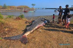 Hiu Tutul Sepanjang 6 Meter Terjerat Jaring Nelayan di Pantai Bringin Jepara