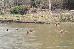 Pencari Ikan Asal Sukoharjo yang Tenggelam di Bengawan Solo Belum Ditemukan