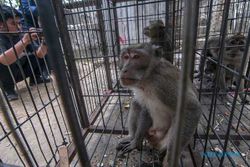 Warga Tangkap 149 Monyet Liar, Rusak Lahan Pertanian di Lereng Merapi Boyolali