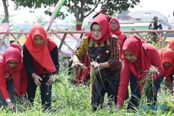 Dorong KWT Lebih Produktif, Bupati Sukoharjo Panen Bawang Merah di Kadilangu