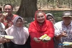 Wali Kota Semarang Mbak Ita Panen Durian di Kandri, Usia Pohon Induk 200 Tahun