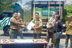Pejantan Unggul, Banteng Jawa Bernama Dimas Dipindah ke Taman Nasional Baluran