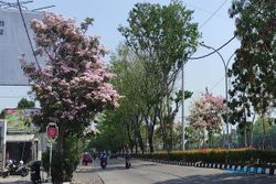 Indah! Bunga Tabebuya Bikin Kota Semarang Seperti di Jepang