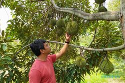 Fantastis! Harga Durian di Sragen Sampai Rp1,2 Juta/buah