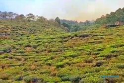 Kebakaran Hutan di Gunung Lawu Merembet ke Tempat Wisata Kebun Teh Jamus Ngawi