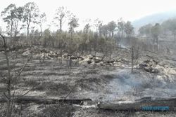 2.004 Ha Hutan di Lawu Terbakar, Reboisasi Dilakukan dengan Teknik Aeroseeding