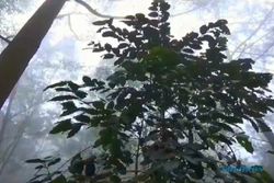 Dampak Karhutla Gunung Lawu: 9.000 Pohon Kopi Arabika Ludes Terbakar