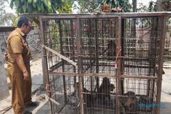 Ganggu Warga, 149 Monyet Ekor Panjang Ditangkap di Tamansari Boyolali