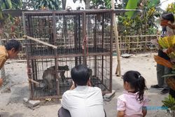 13 Tahun Warga Tamansari Boyolali Berkonflik dengan Monyet, Akhirnya Ada Solusi