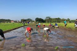 Petani Klaten Didominasi Usia 45 Tahun ke Atas, Milenial Baru Ada 11.236 Orang